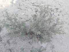 Heliotropium bacciferum