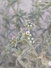 Heliotropium bacciferum