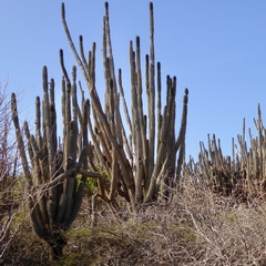 Cereeae