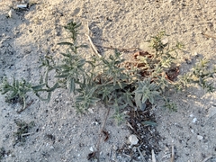 Heliotropium bacciferum