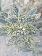 Heliotropium bacciferum