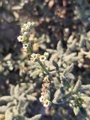 Heliotropium bacciferum