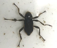 Dryopidae