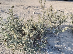 Heliotropium bacciferum