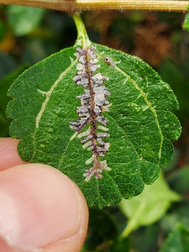 Unknown species found near Conroe, TX 77304, USA