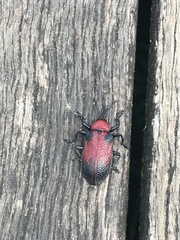 Coraliomela aeneoplagiata