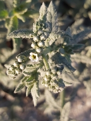 Heliotropium bacciferum