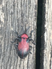 Coraliomela aeneoplagiata