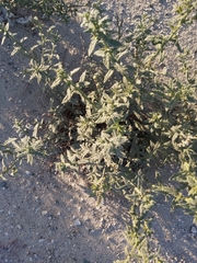 Heliotropium bacciferum