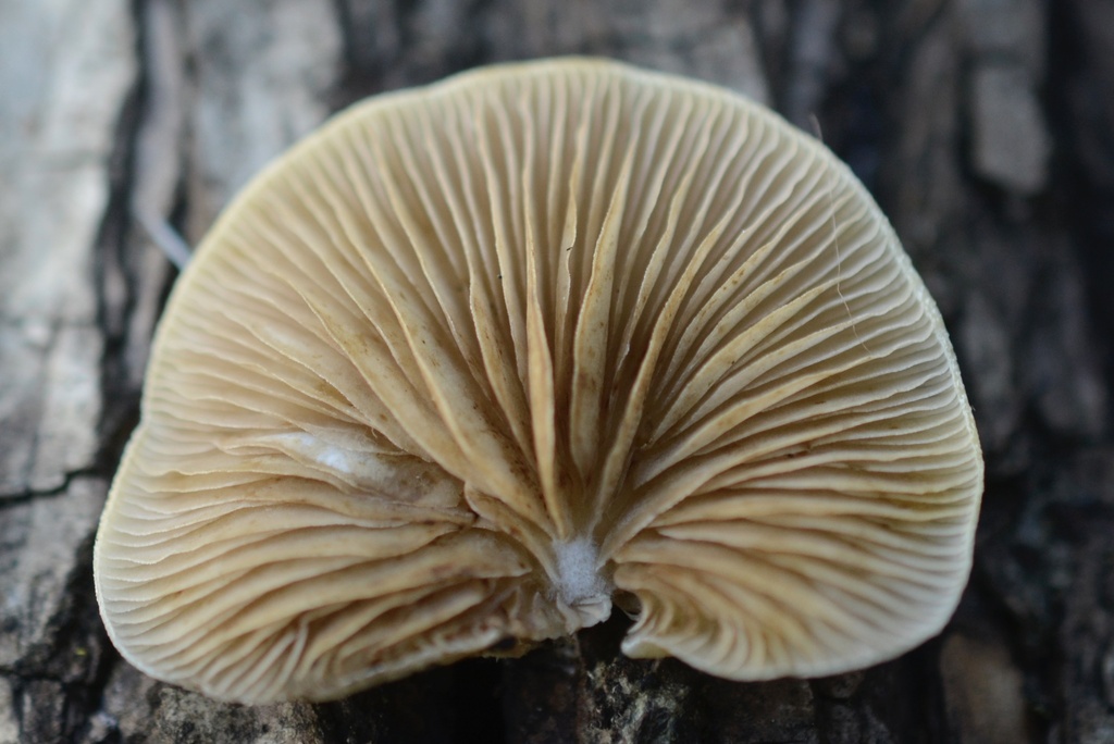 Crepidotus mollis · December 2025 · photo: © cryptomarasmius (iNaturalist, cc-by)