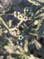 Heliotropium bacciferum