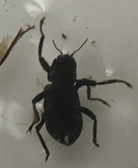 Stenelmis