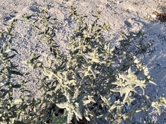 Heliotropium bacciferum