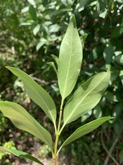 Strophanthus gerrardii