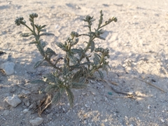 Heliotropium bacciferum