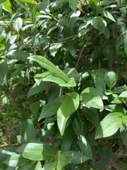 Strophanthus gerrardii