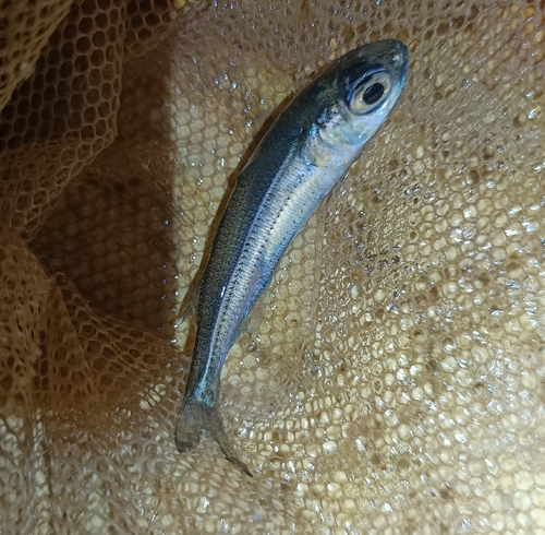 Big-scale Sand Smelt, QC94+2GG, Pafos 8045, Cypr, photo 10 of 10