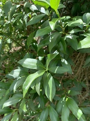 Strophanthus gerrardii