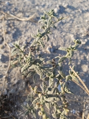 Heliotropium bacciferum