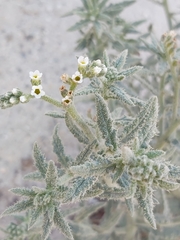 Heliotropium bacciferum