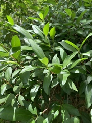 Strophanthus gerrardii
