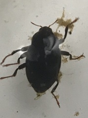 Optioservus