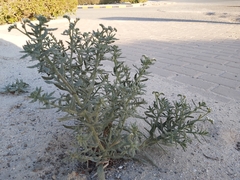 Heliotropium bacciferum