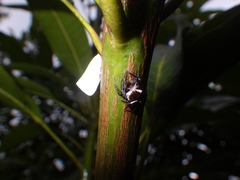 Sanurus