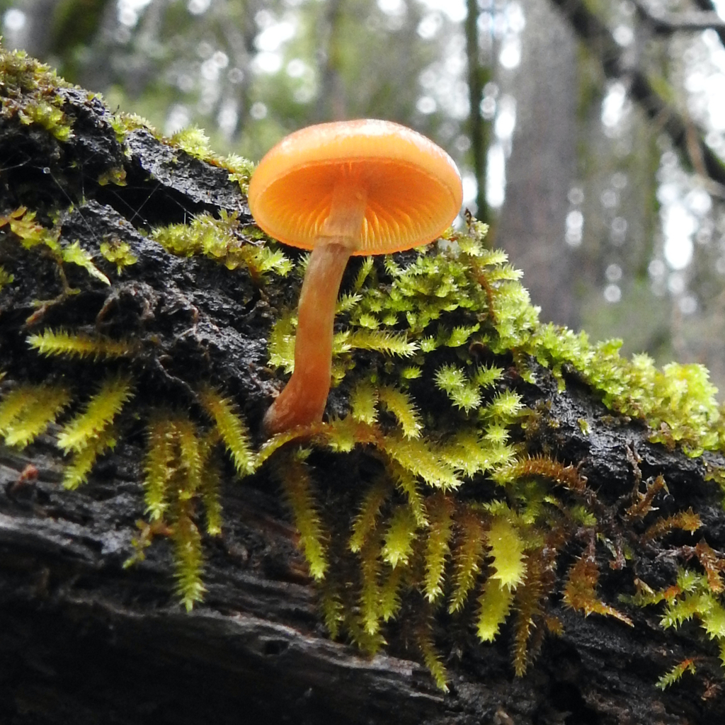 Galerina marginata · December 2025 · photo: © dlevitis (iNaturalist, cc-by)