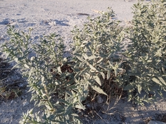 Heliotropium bacciferum