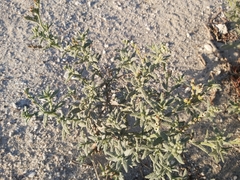 Heliotropium bacciferum