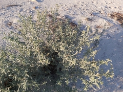 Heliotropium bacciferum