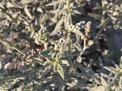 Heliotropium bacciferum