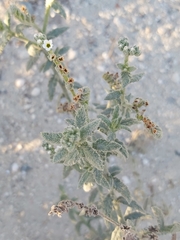 Heliotropium bacciferum