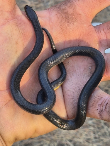 Floodplain Water Snake
