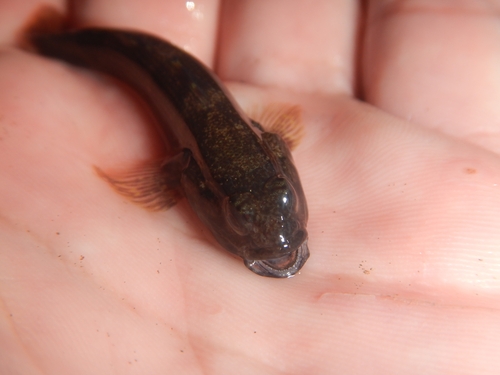 Andre's frillfin (Bathygobius andrei) — Gobiidae — 4