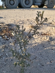 Heliotropium bacciferum