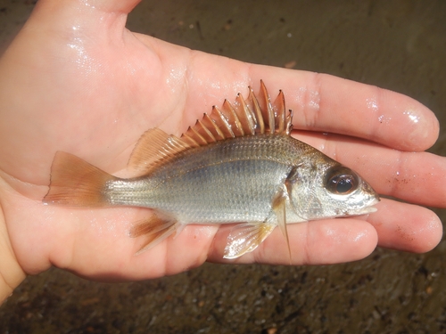 Sand grunt (Pomadasys branickii) — Haemulidae