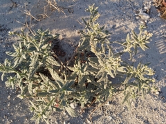 Heliotropium bacciferum