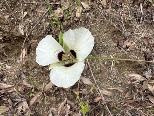 Calochortus umpquaensis, photograph 6