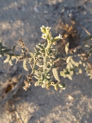 Heliotropium bacciferum