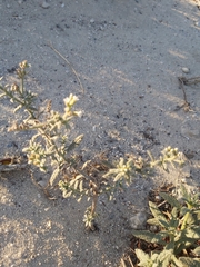 Heliotropium bacciferum