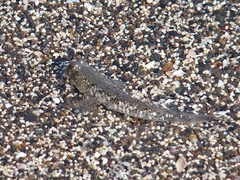 Gobiidae