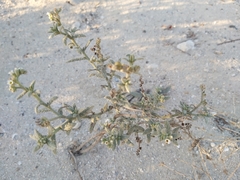 Heliotropium bacciferum