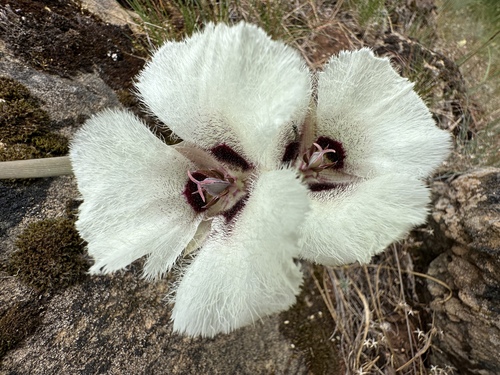 Calochortus umpquaensis, photograph 3