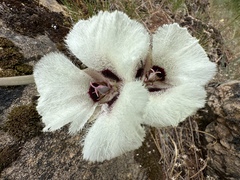 Calochortus umpquaensis, photograph (c) Dee Shea Himes, some rights reserved (CC BY)