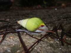 Amphidromus