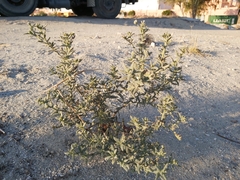 Heliotropium bacciferum