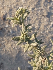 Heliotropium bacciferum