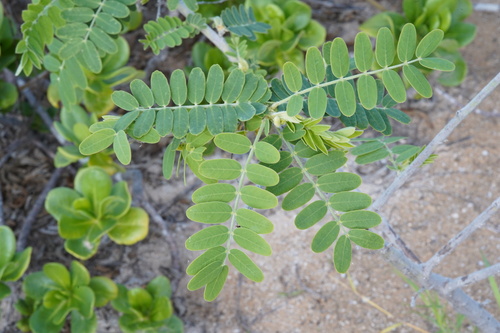 Sesbania tomentosa observed 2025-12-22
